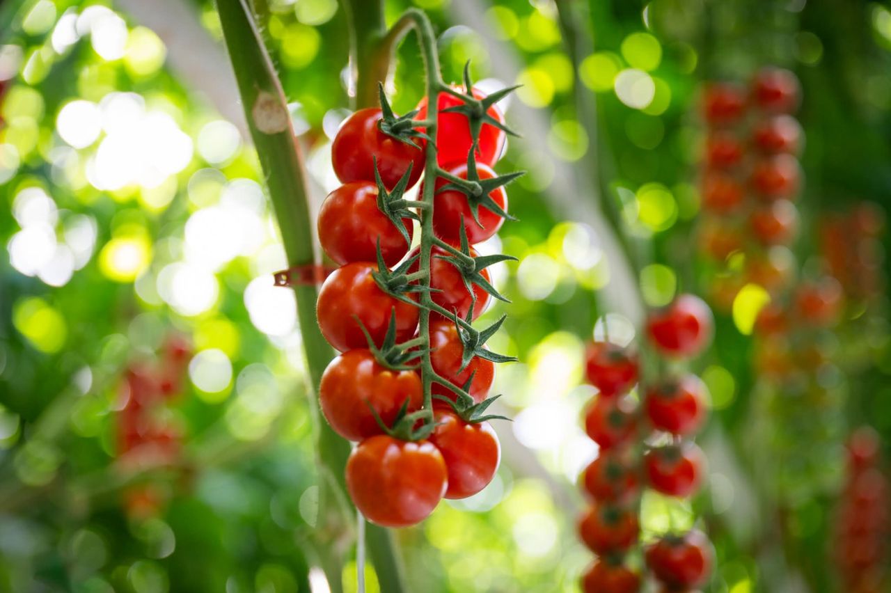 Tomates cereja vermelhos maduros em estufa