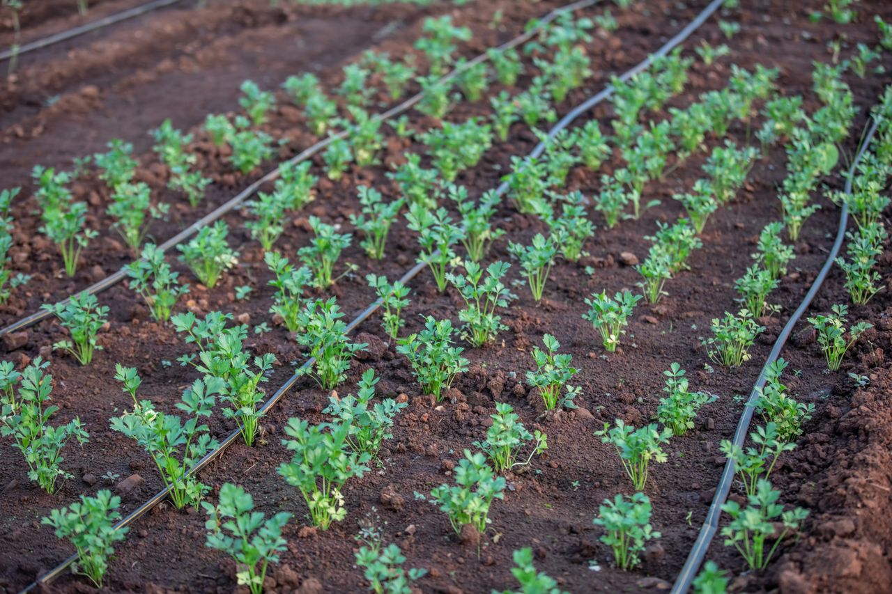 Sistema de irrigação por gotejo em cultivo protegido com mudas