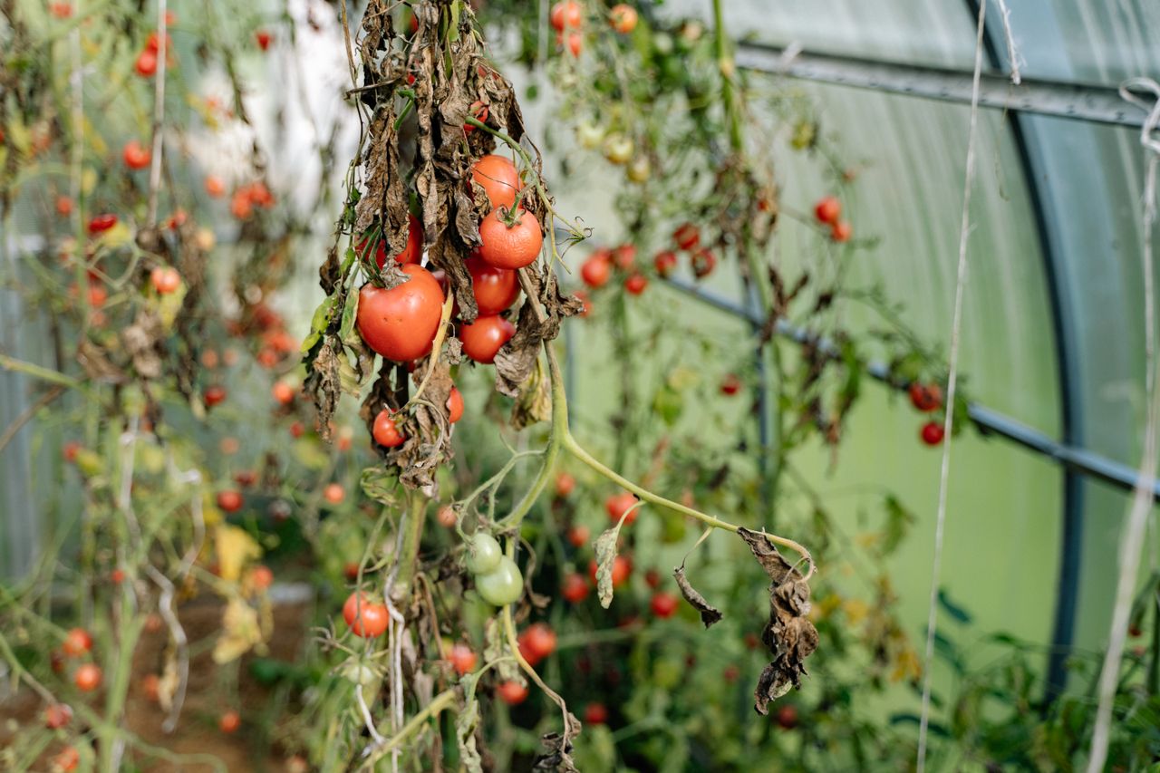Interior de estufa com tomates maduros em produção