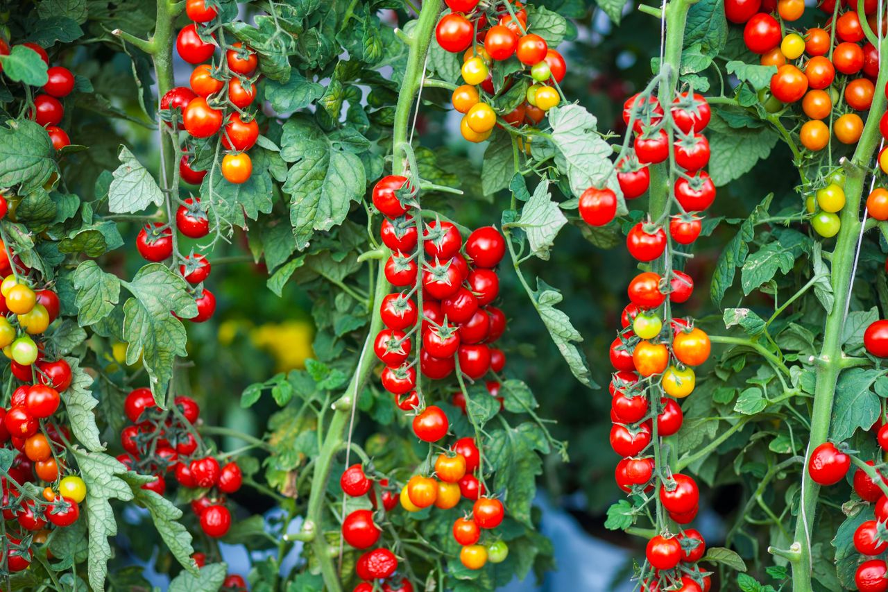 Plantação de tomates cereja vermelhos em jardim